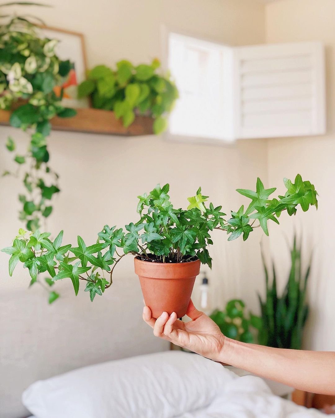 A person gently holds a potted English Ivy plant while seated on a bed, showcasing a connection with nature indoors.