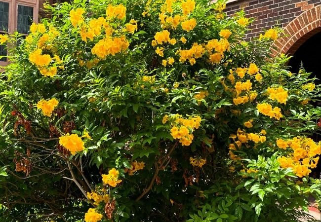 Esperanza Plant : Growing and Caring for the Vibrant Yellow Bells