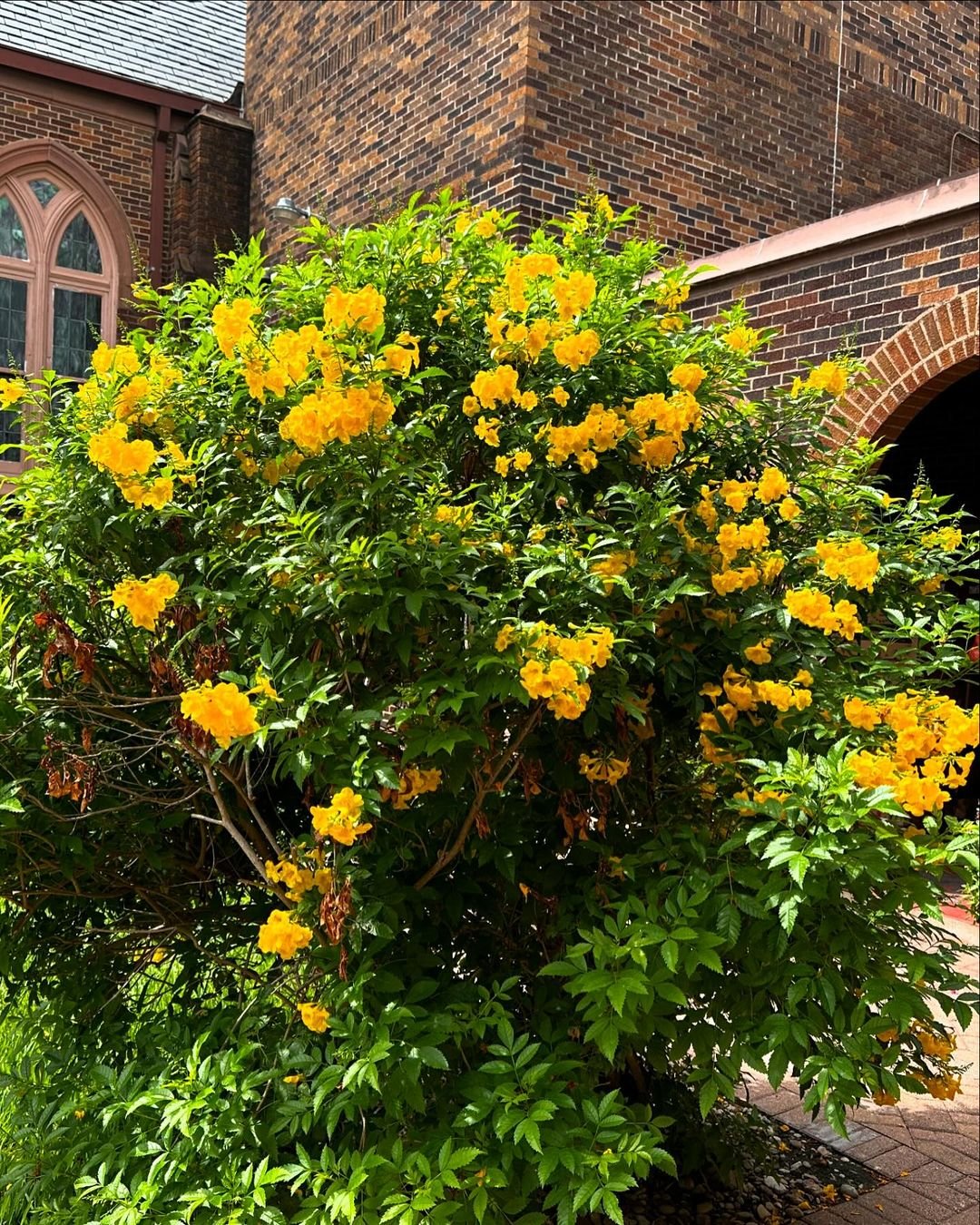  A large Esperanza tree adorned with vibrant yellow flowers stands gracefully in front of a church.
