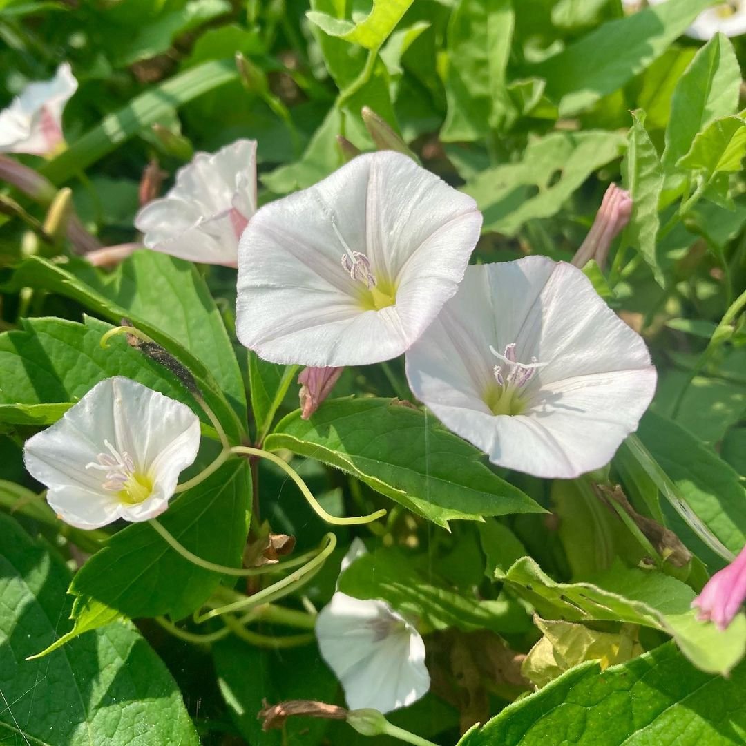 A cluster of white Field Bindweed flowers surrounded by vibrant green leaves in a natural setting.
