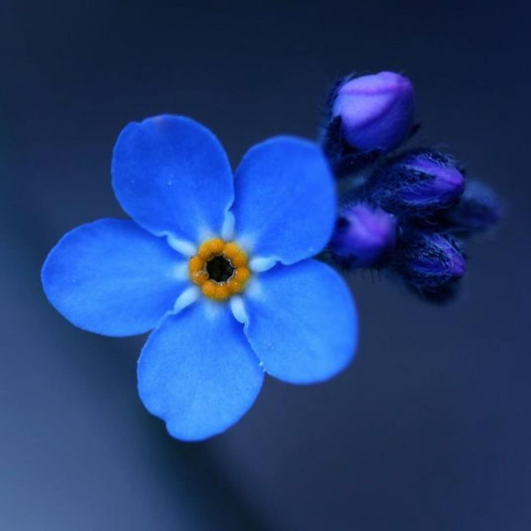 A blue Forget-Me-Not flower with a vibrant yellow center is prominently displayed against a soft background.
