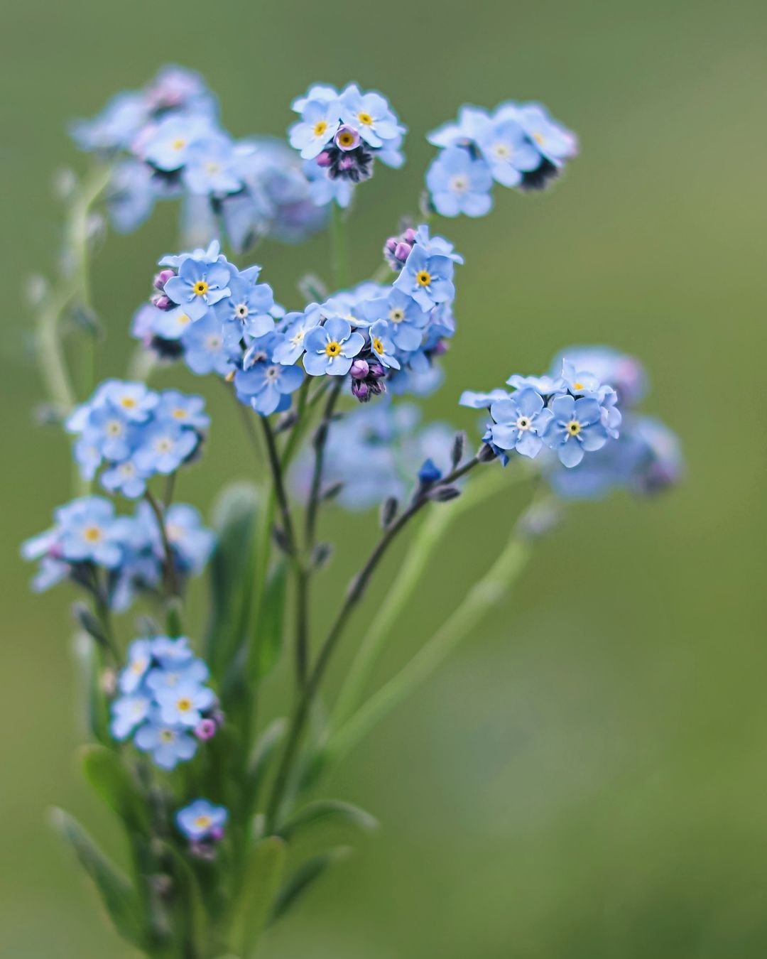 Forget-Me-Nots are charming, small blue flowers that symbolize remembrance and true love.