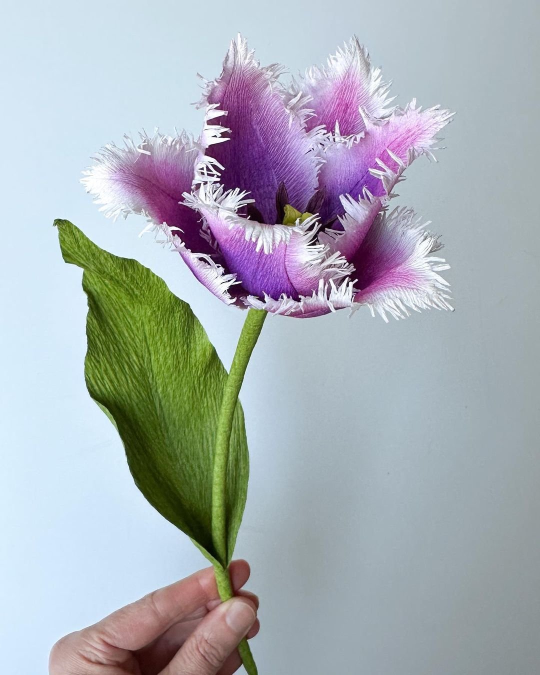 A hand gently holds a fringed purple tulip with a vibrant green stem, showcasing its delicate beauty and intricate petals.