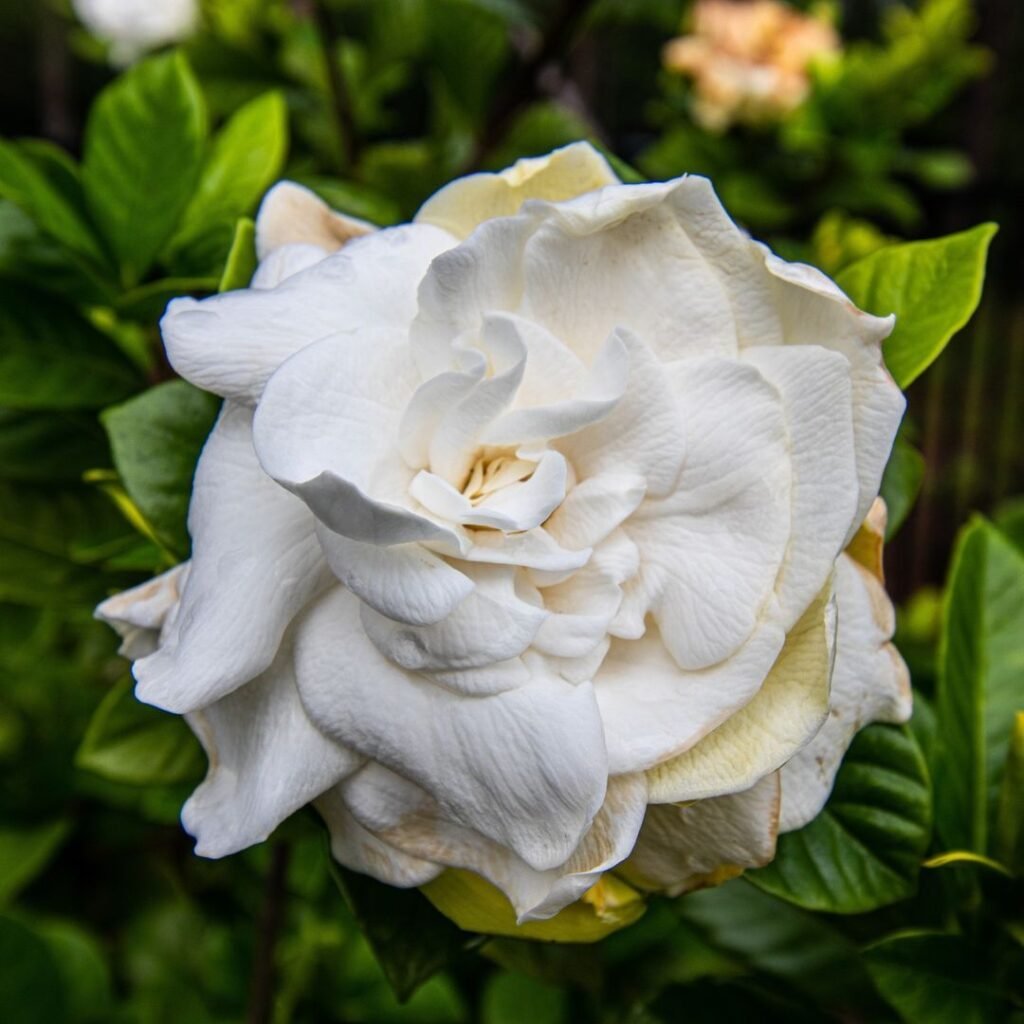 Gardenias are elegant, fragrant flowers with creamy white petals and glossy dark green leaves, adding a touch of luxury and beauty to any garden or indoor space.