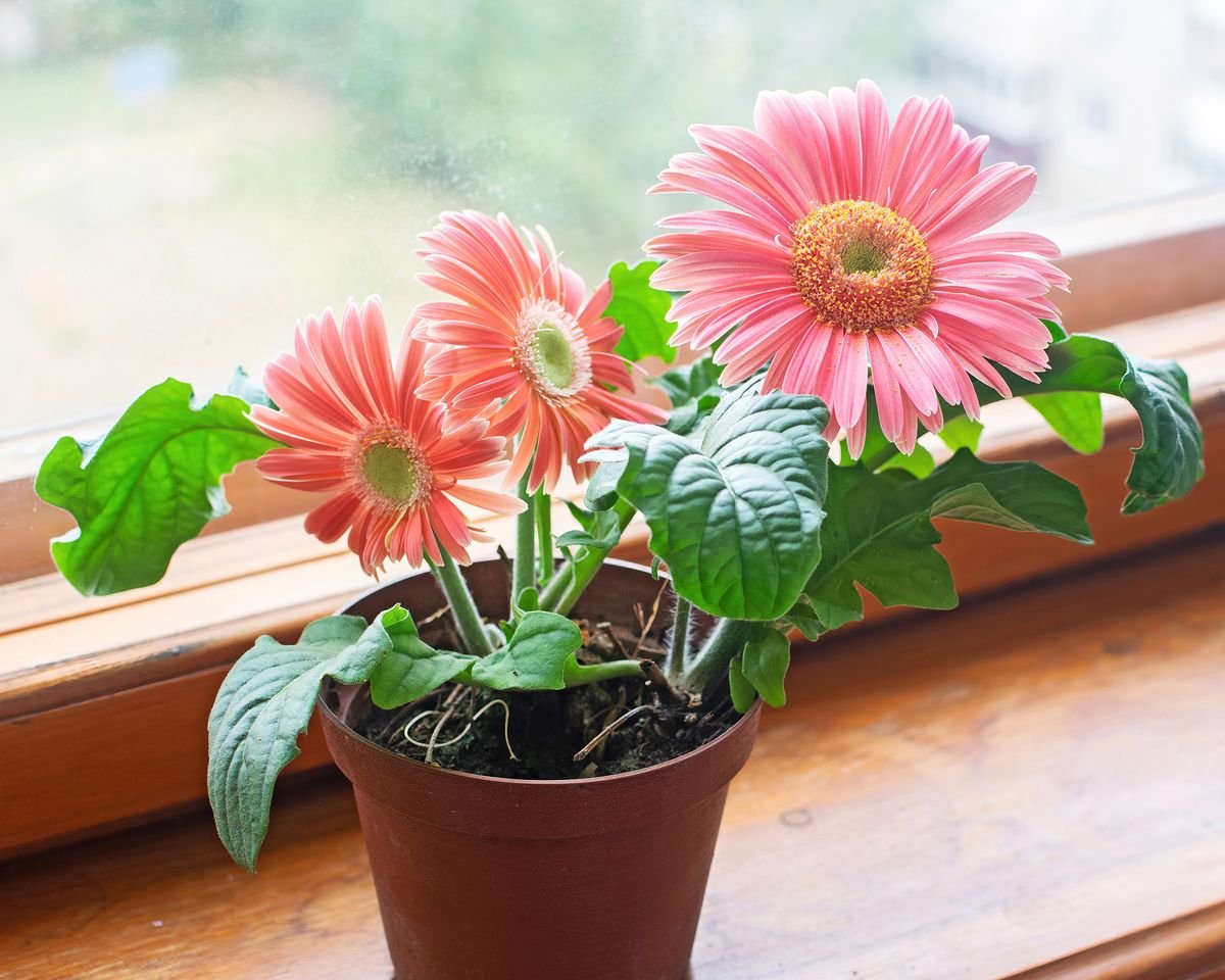 A vibrant display of Gerbera daisies in colorful pots arranged on the ground, showcasing their bright petals and lush greenery.