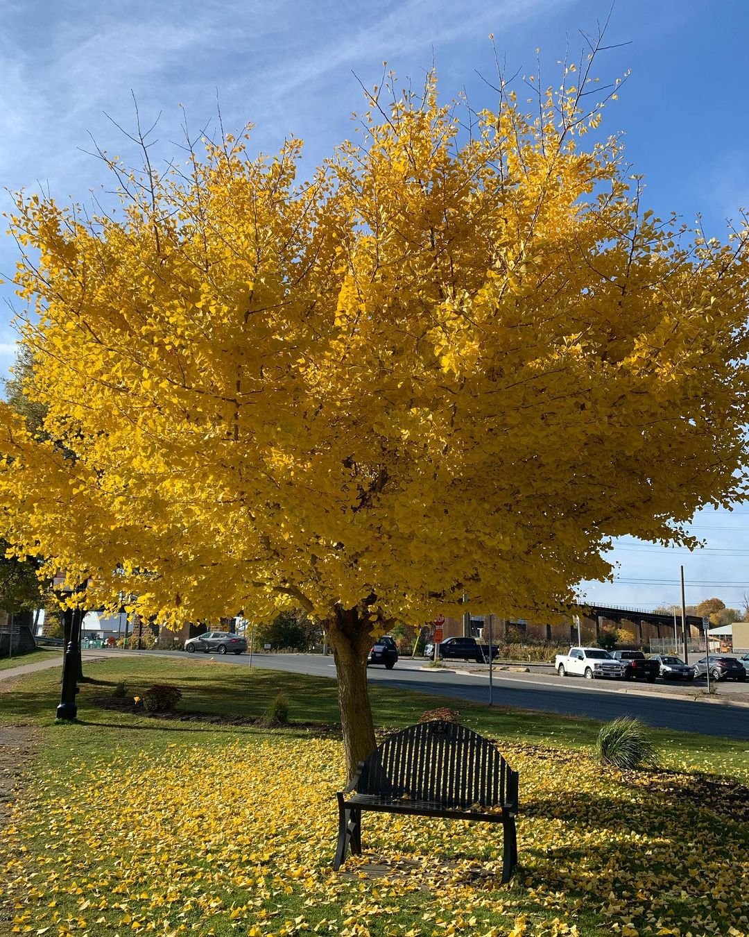 A vibrant yellow Ginkgo tree stands tall, with a wooden bench nestled beneath its colorful foliage.