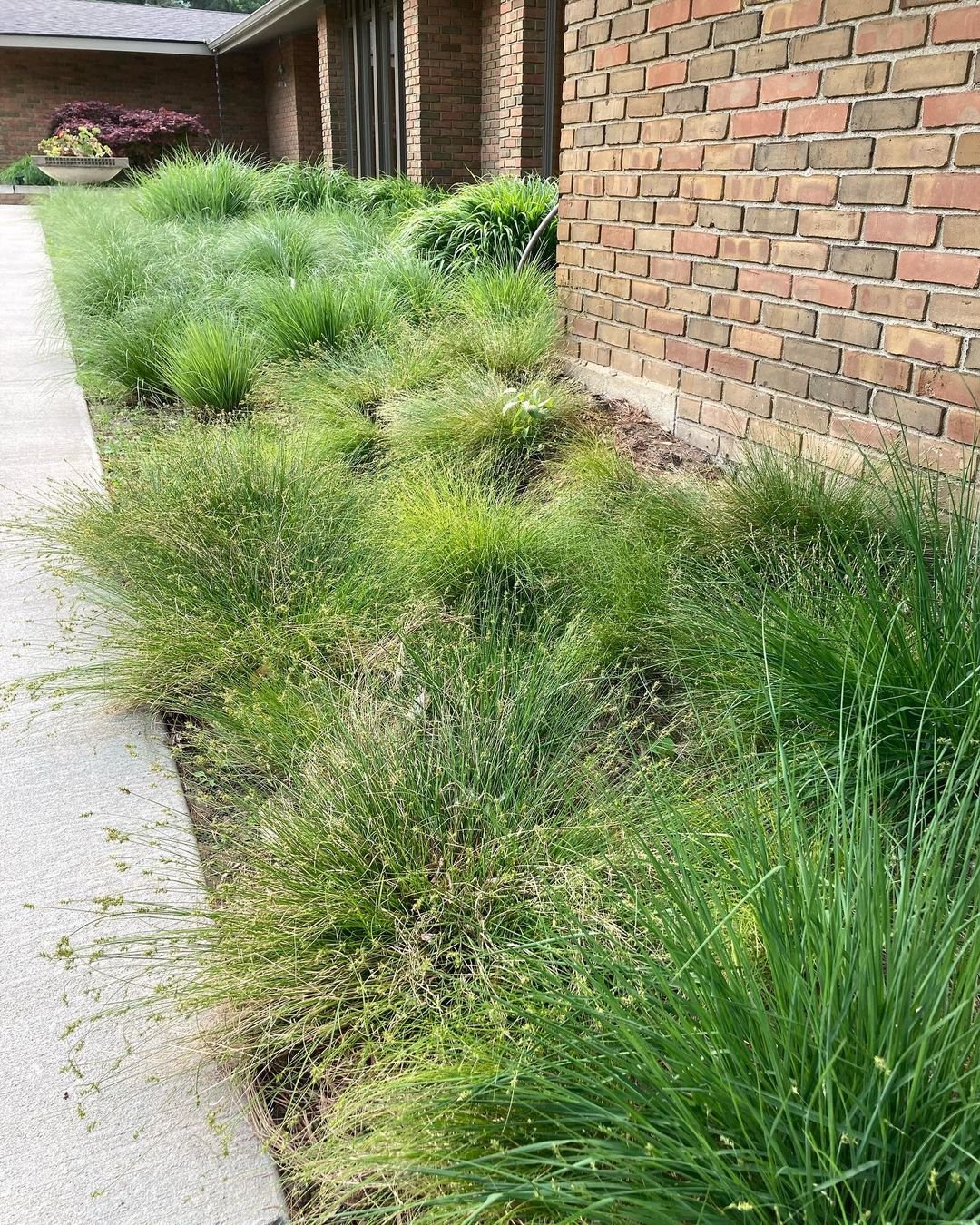  A grassy area featuring Carex plants in front of a brick building, providing a serene and shaded landscape.
