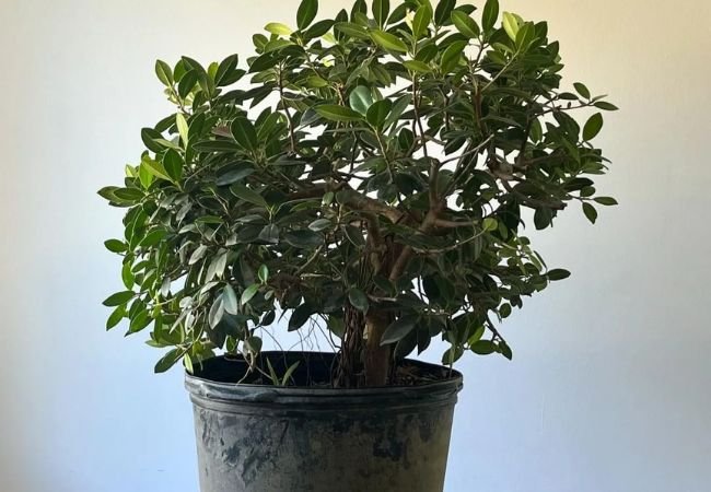 Green Island Ficus : The Ultimate Care Guide for a Versatile Evergreen (2024)