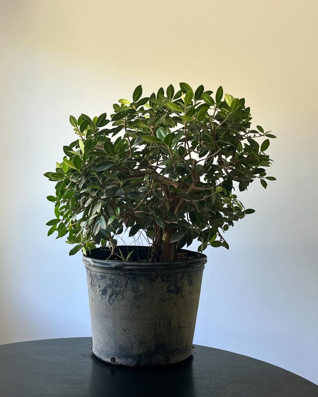 A Green Island Ficus bonsai in a decorative pot, positioned on a table, highlighting its intricate branches and vibrant leaves.
