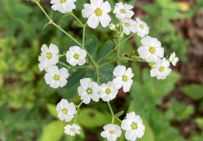 Growing Euphorbia Corollata from Seeds : A Complete Guide