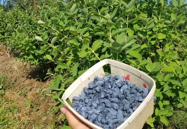 Haskap Berries : The Ultimate Guide to Growing, Harvesting and Enjoying This Superfruit