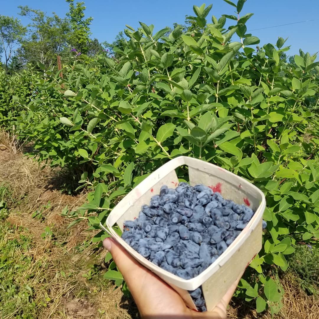 A basket of Haskap Berries held by an individual with a field in the background.