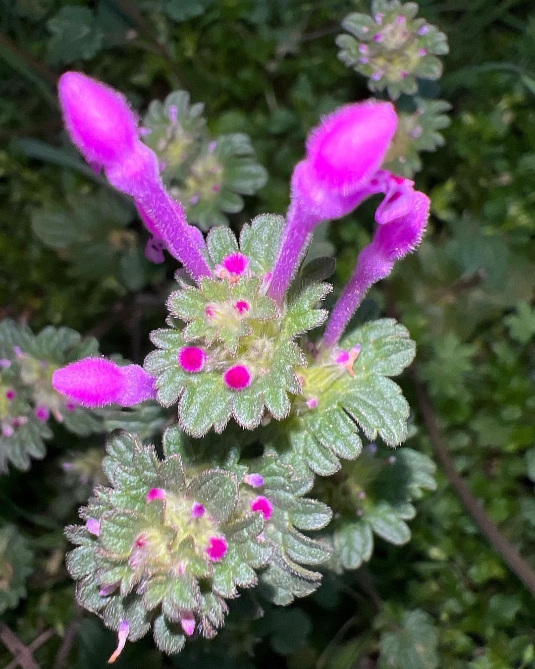 A close-up view of a henbit flower, showcasing its vibrant purple petals and lush green leaves.