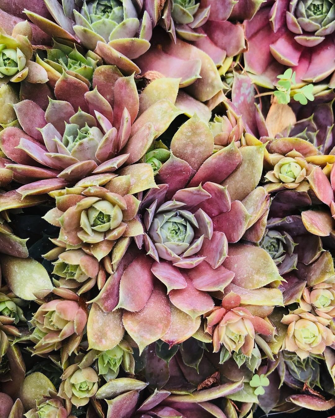 A close-up view of a vibrant cluster of Hens and Chicks succulents, showcasing their unique shapes and textures.