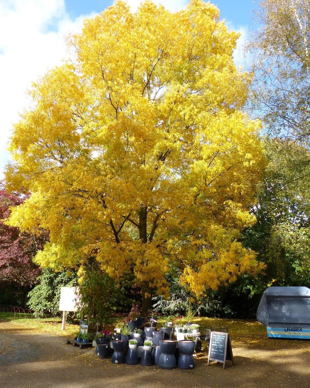 A majestic hickory tree adorned with vibrant yellow leaves, showcasing the beauty of autumn foliage.