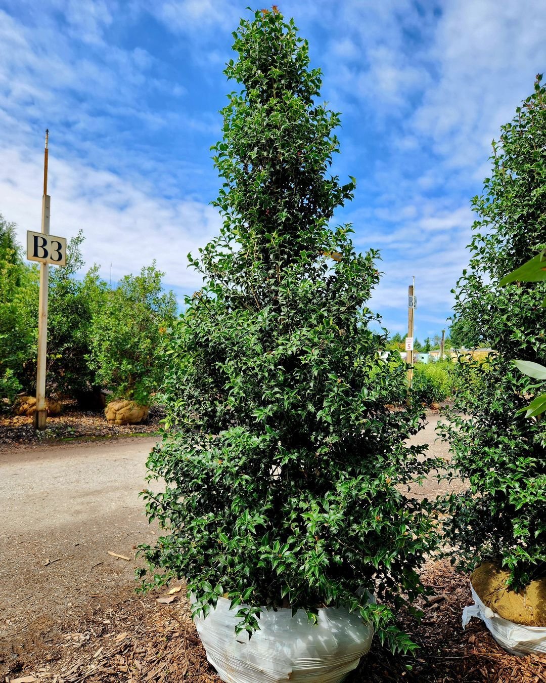 Two large Holly trees in a white bag on the ground.