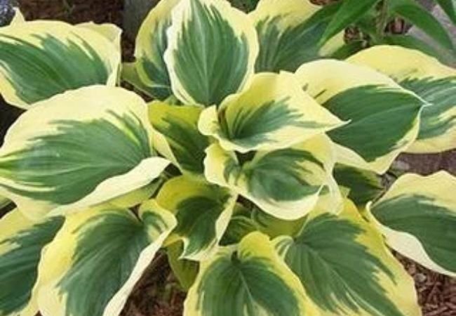 Hosta Golden Sands Supreme : A Complete Guide to Growing This Stunning Variety