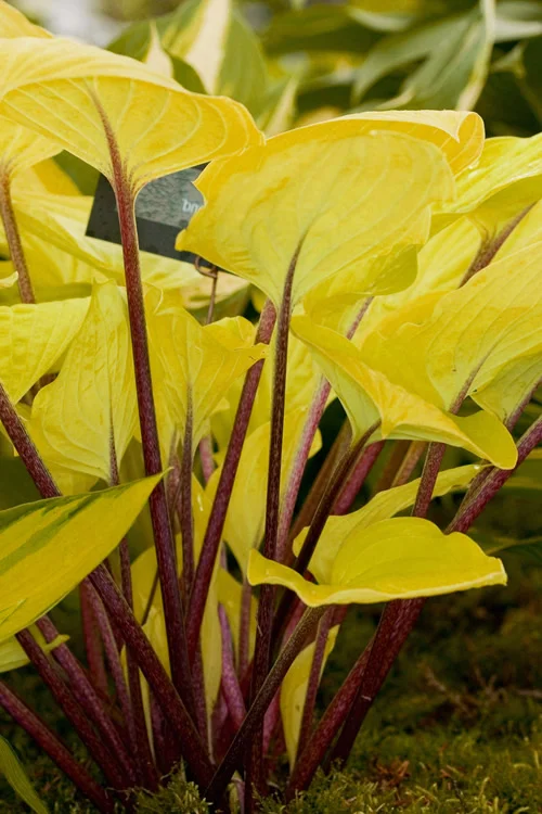 Hosta 'Fire Island'