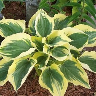 A vibrant hosta plant featuring striking yellow and green leaves, known as Hosta Golden, showcasing its lush foliage.