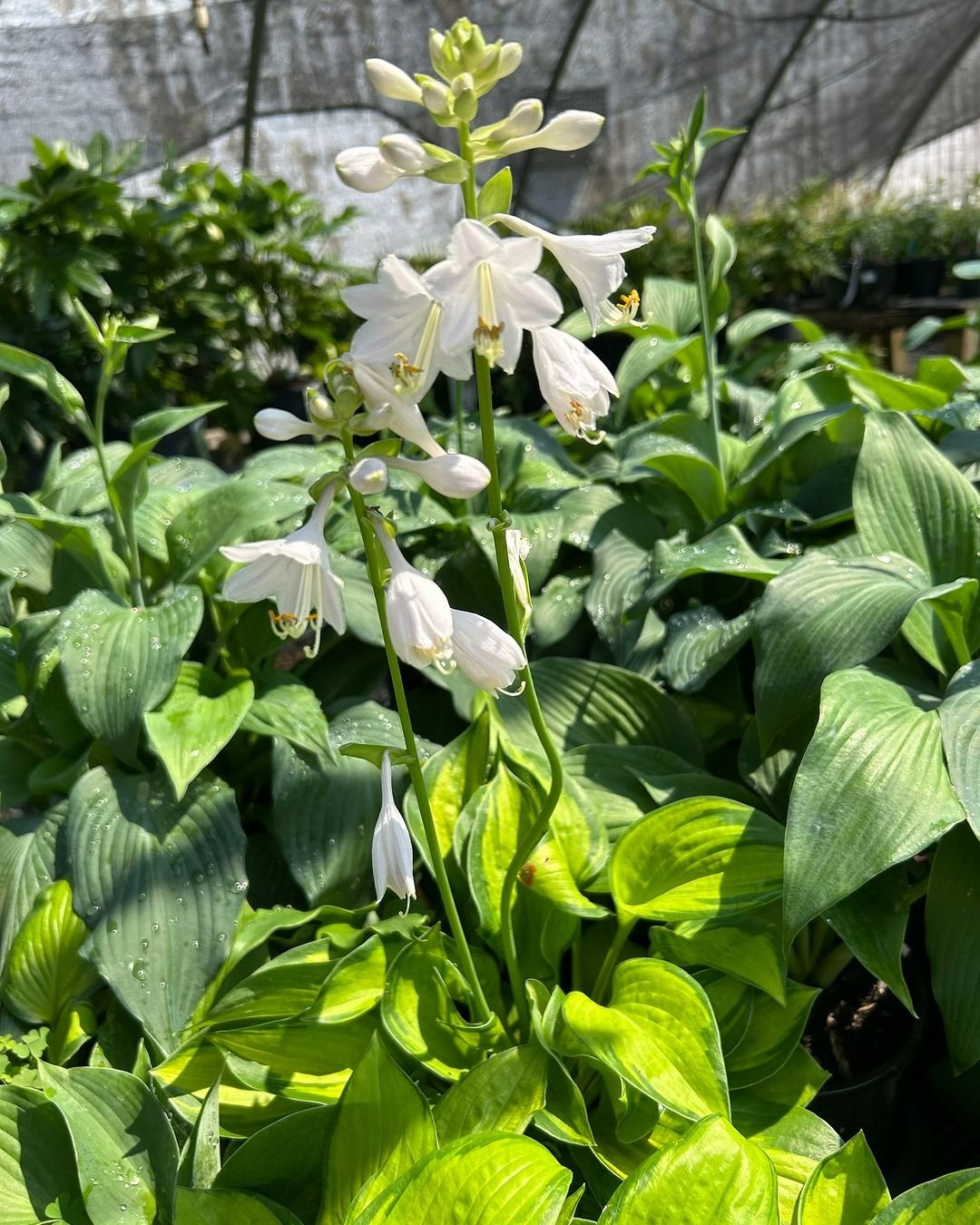 A white hosta plant with vibrant green leaves thriving in a well-lit greenhouse environment.