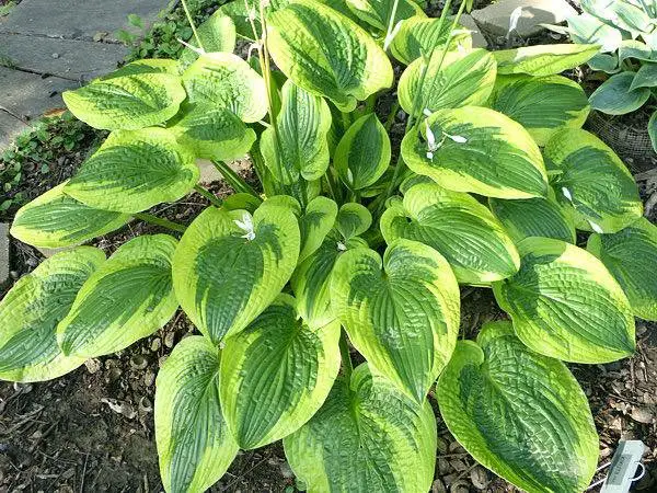 A lush green hosta plant adorned with bright yellow leaves, creating a visually appealing display of foliage.