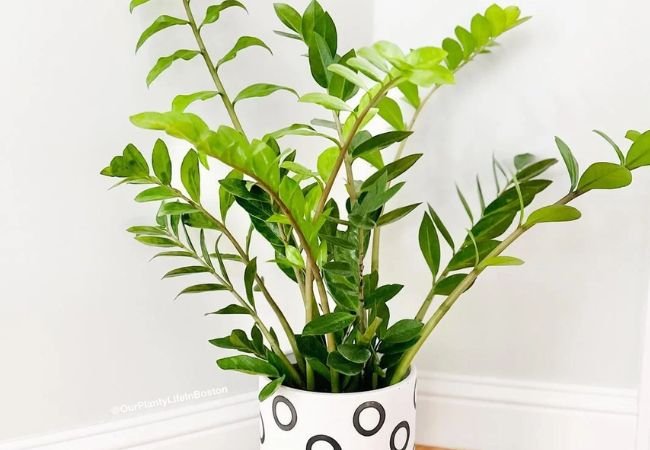 Houseplants That Prefer Indoors : Which Plants Thrive Away from Outdoor Conditions