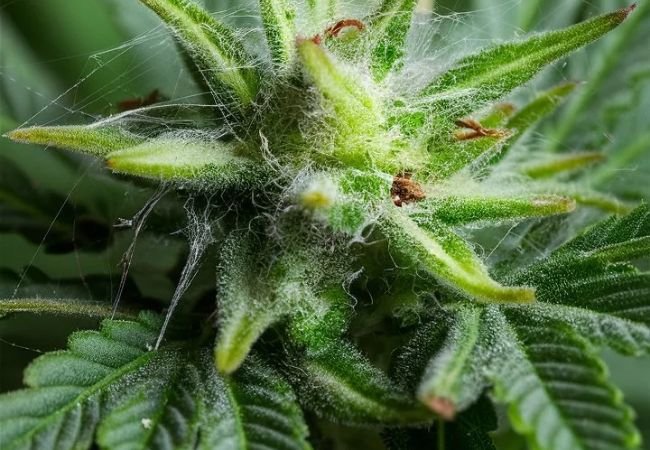 How to Spot and Stop Spider Mites on Cannabis Plants : A Complete Guide