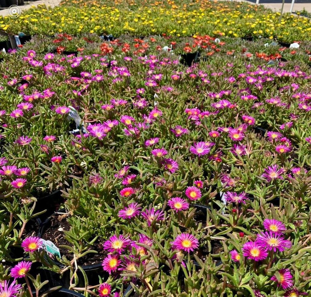 A large expanse of purple and yellow Ice Plant flowers, showcasing a beautiful and colorful floral display.