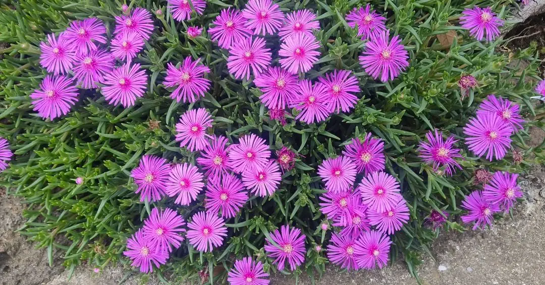 A cluster of vibrant purple Ice Plant flowers blooming on the ground, showcasing their unique color and texture.