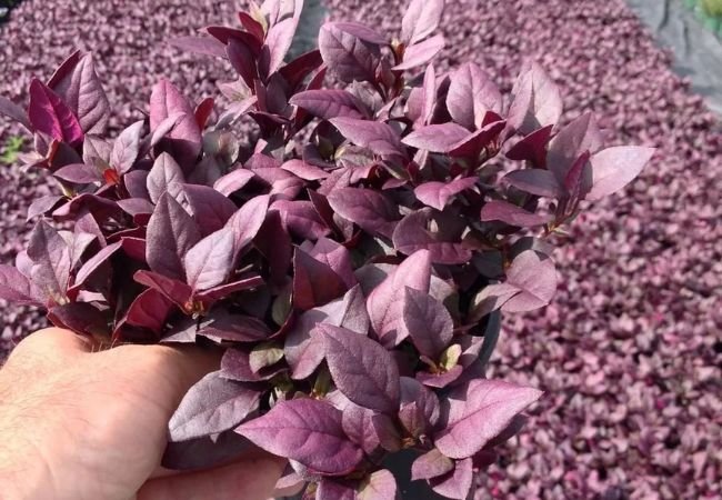 Illusion Purple : Growing and Caring for This Stunning Plant Variety