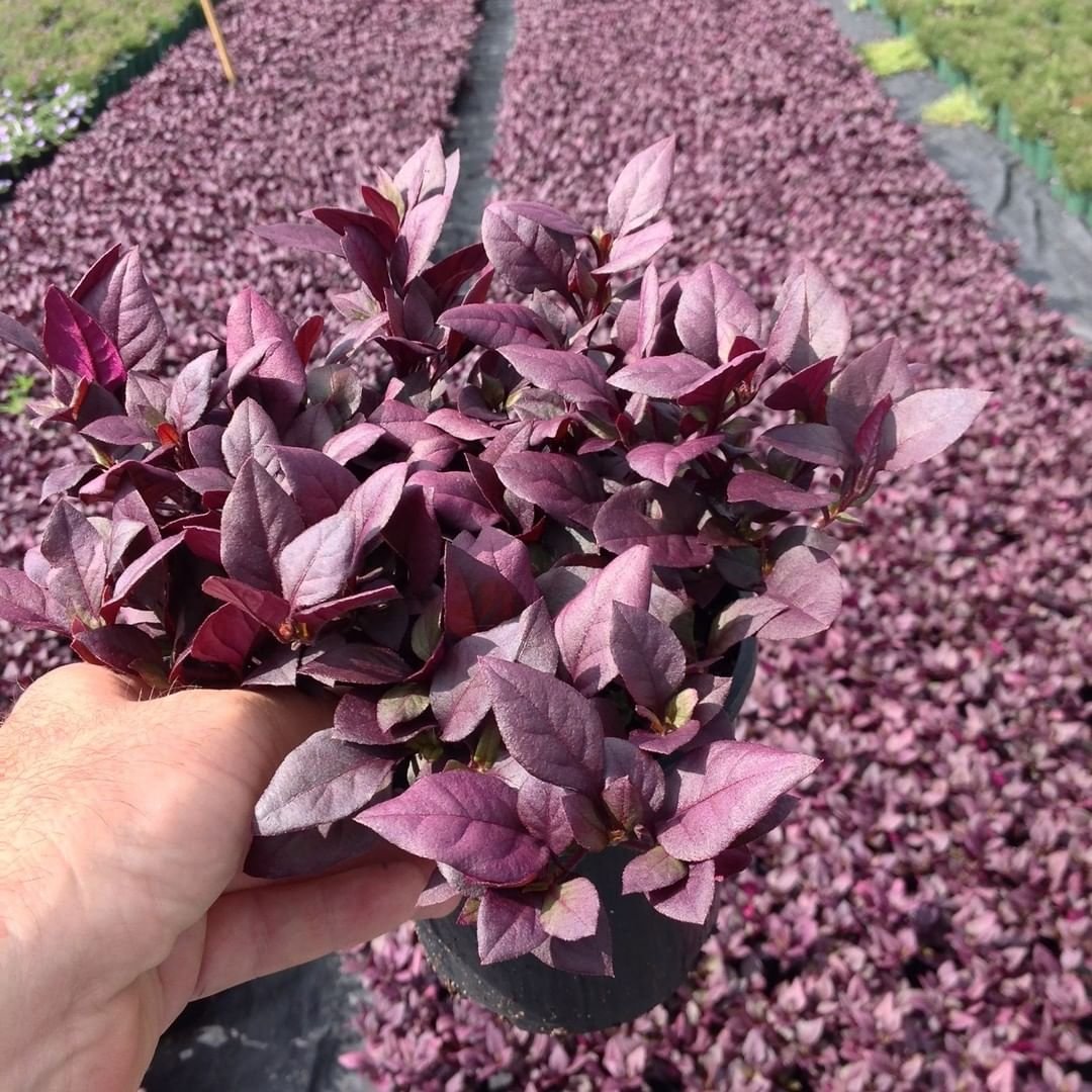  A hand presents a vivid purple plant in a grassy field, emphasizing the unique beauty of the Illusion Purple species.