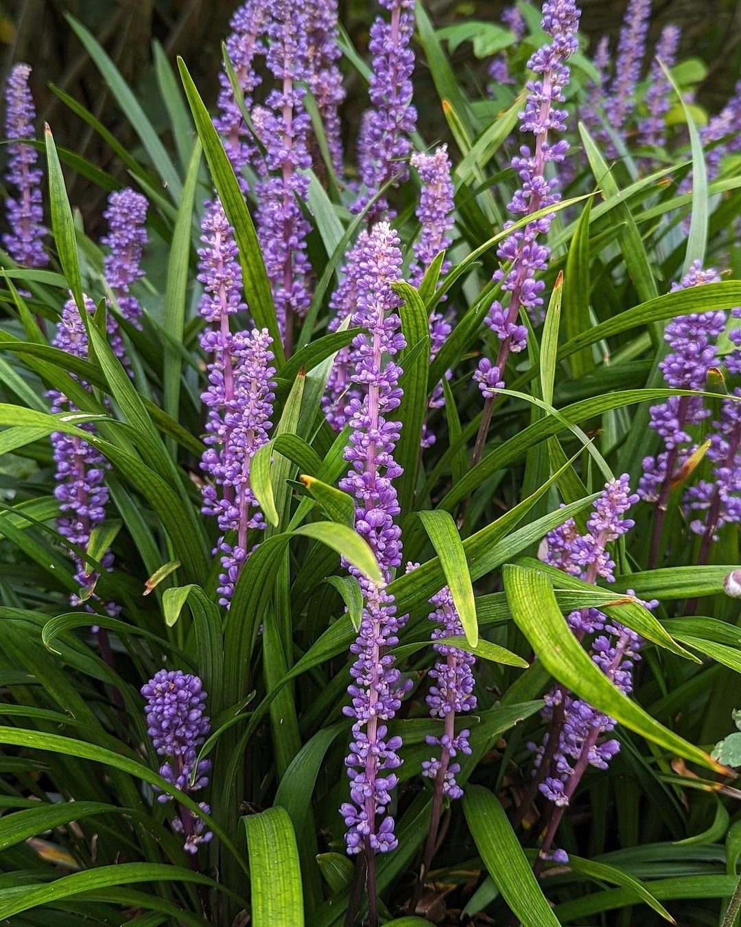  A vibrant display of Imperial Gem purple flowers flourishing in a well-tended garden setting.
