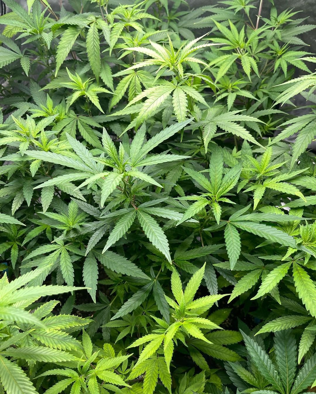  Lush Indica marijuana plants flourishing in a greenhouse.