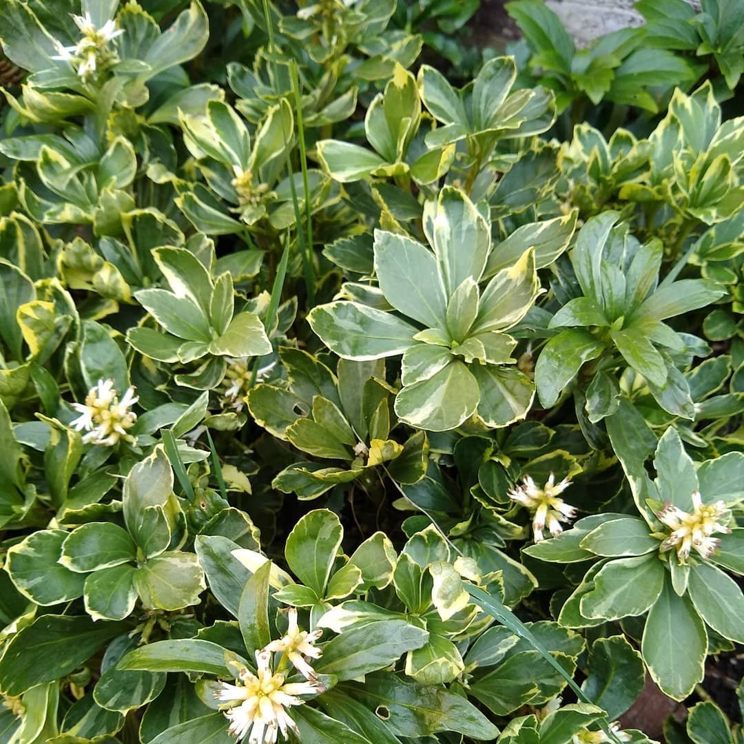  A bush of Japanese Spurge adorned with delicate white flowers and vibrant green leaves, showcasing natural beauty.