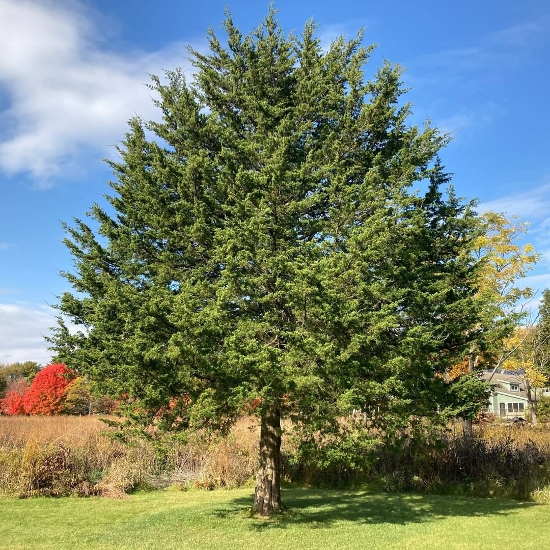 A large juniper tree rises prominently in a green field, set against a bright blue sky, symbolizing strength and serenity.