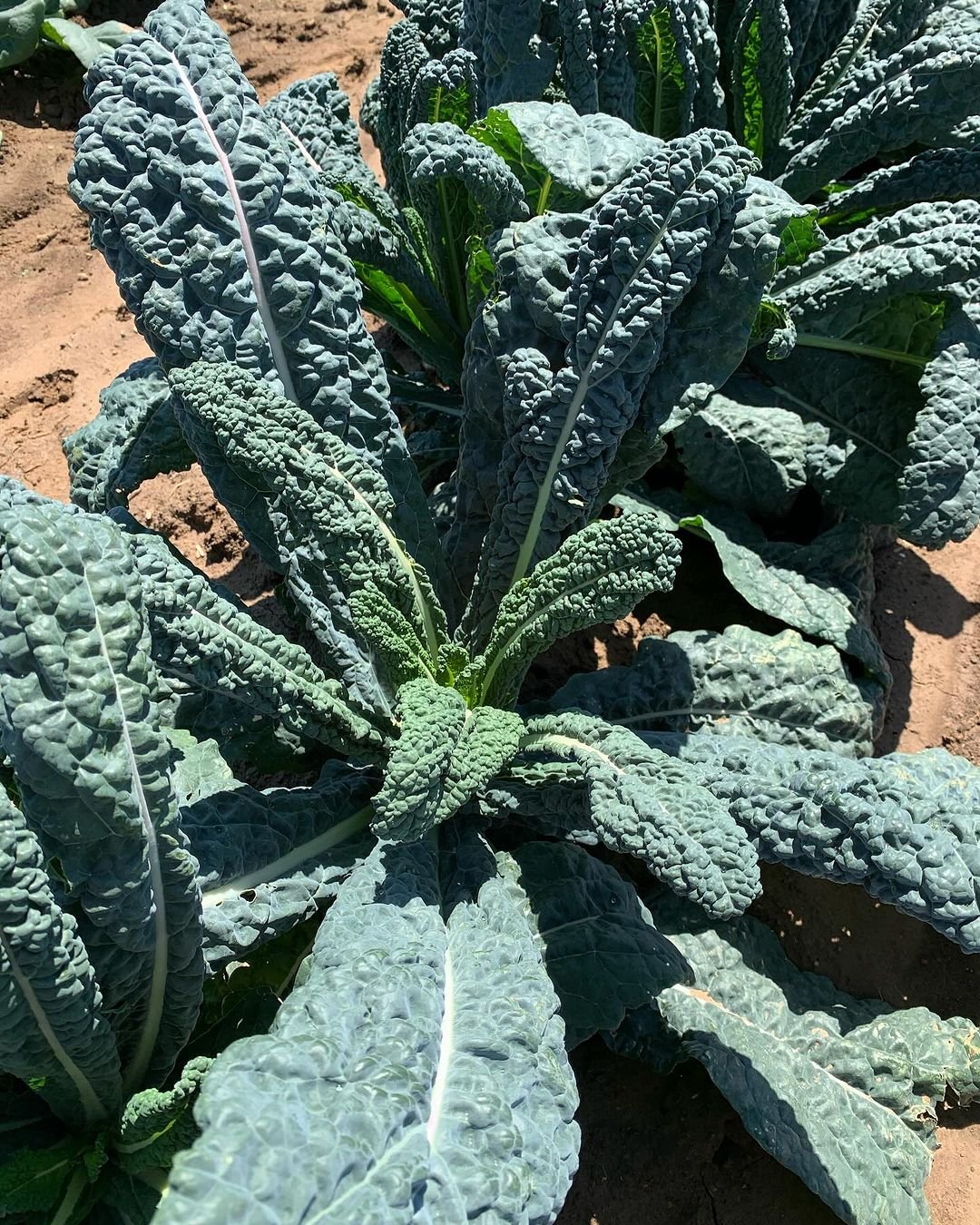 A large kale plant with many green leaves growing in the dirt.