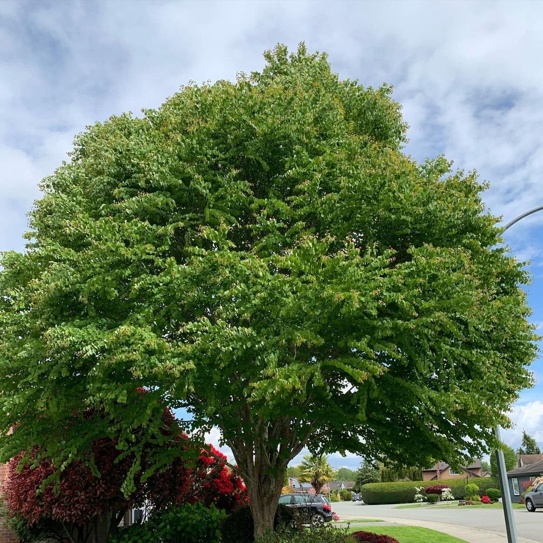 A large Katsura tree stands majestically in front of a charming house, showcasing its vibrant foliage and sturdy trunk.
