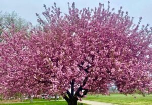 Kwanzan Cherry Tree : A Guide to Growing and Caring for This Stunning Bloom