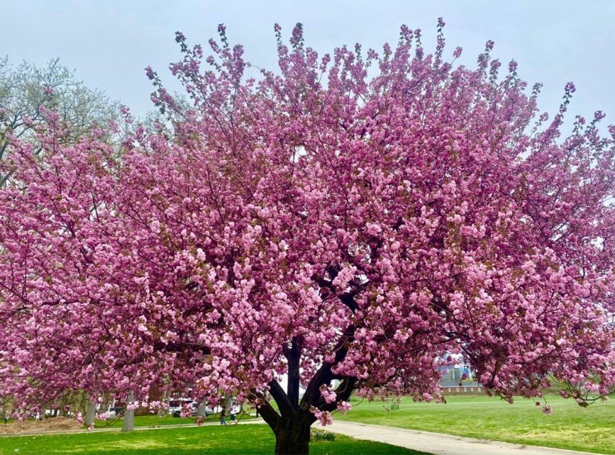 A picturesque scene with a Kwanzan Cherry Tree, a large pink tree in a grassy field