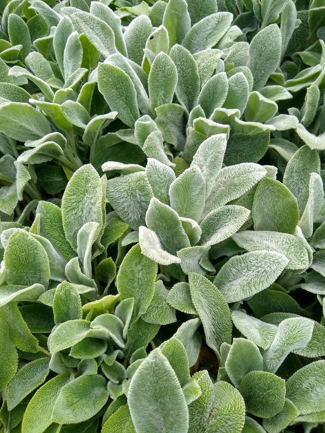 A close-up view of Lamb's Ear plant showcasing its soft, green leaves in vibrant detail.