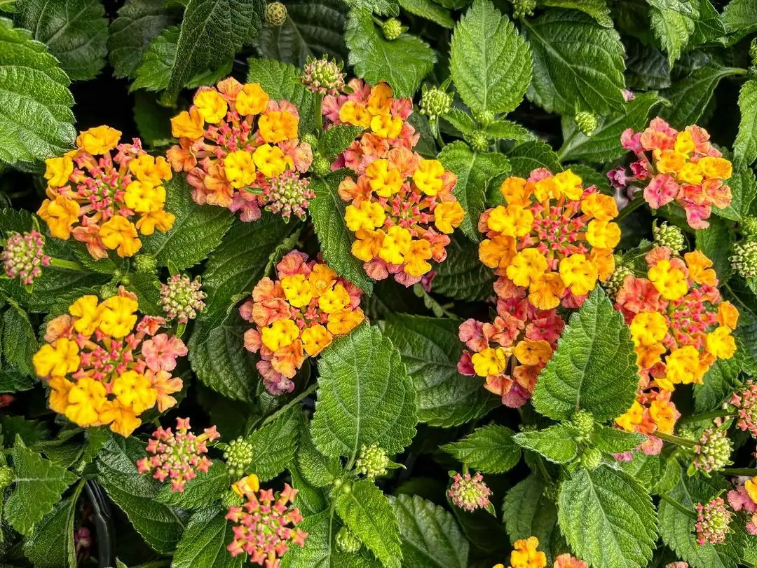  Lantana 'Sugar Baby' displaying bright, multicolored blooms surrounded by rich green foliage in a garden.