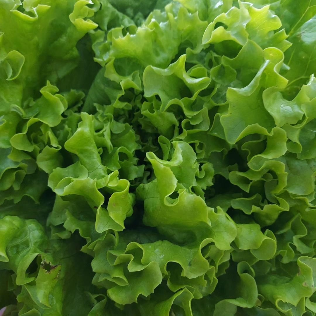  Detailed view of vibrant green lettuce.