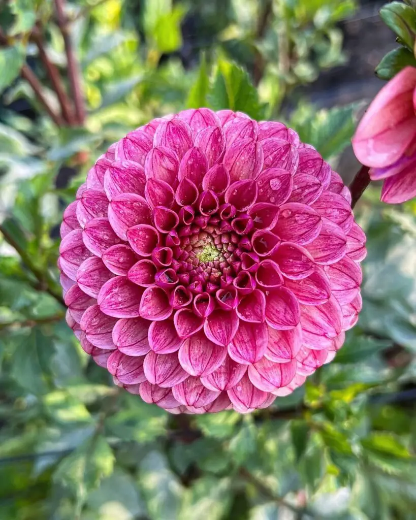 Dahlias are vibrant, bushy plants with large, intricate blooms in a variety of colors and shapes, making them a striking addition to any garden or floral arrangement.