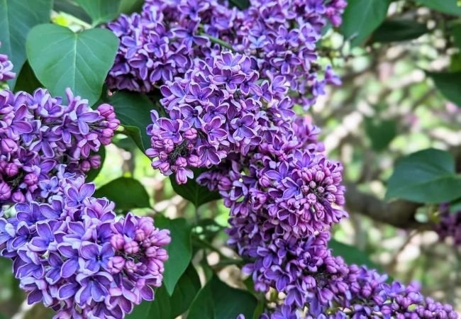 Lilac Bushes : Tips for Growing and Caring for These Fragrant Blooms