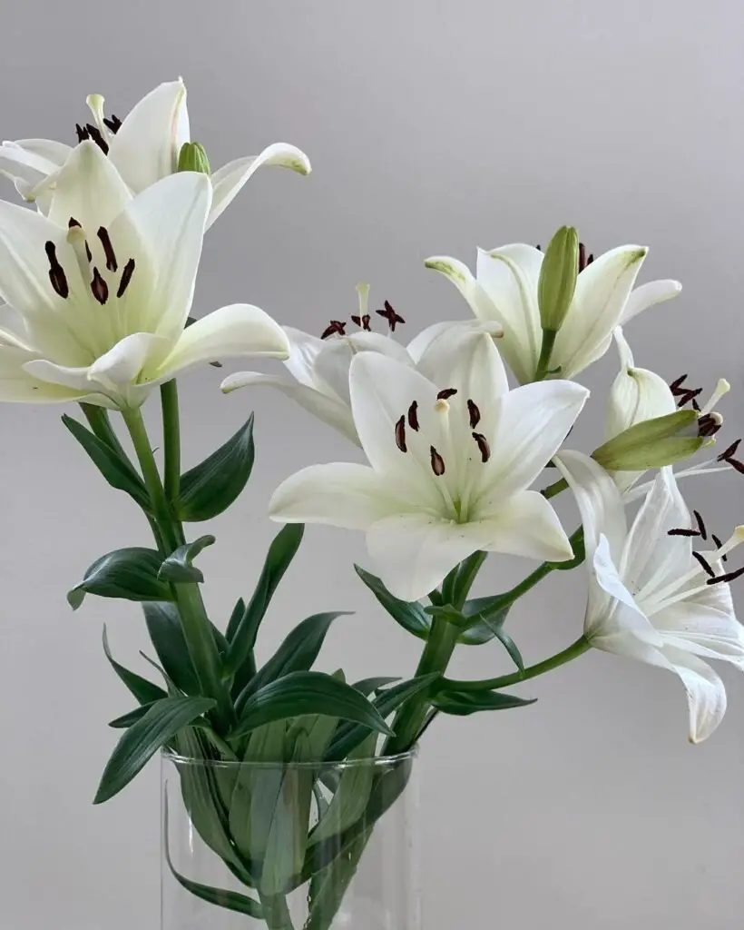 Lilies are stunning, trumpet-shaped flowers celebrated for their striking colors and delightful fragrance, making them a prominent choice in gardens and floral displays.