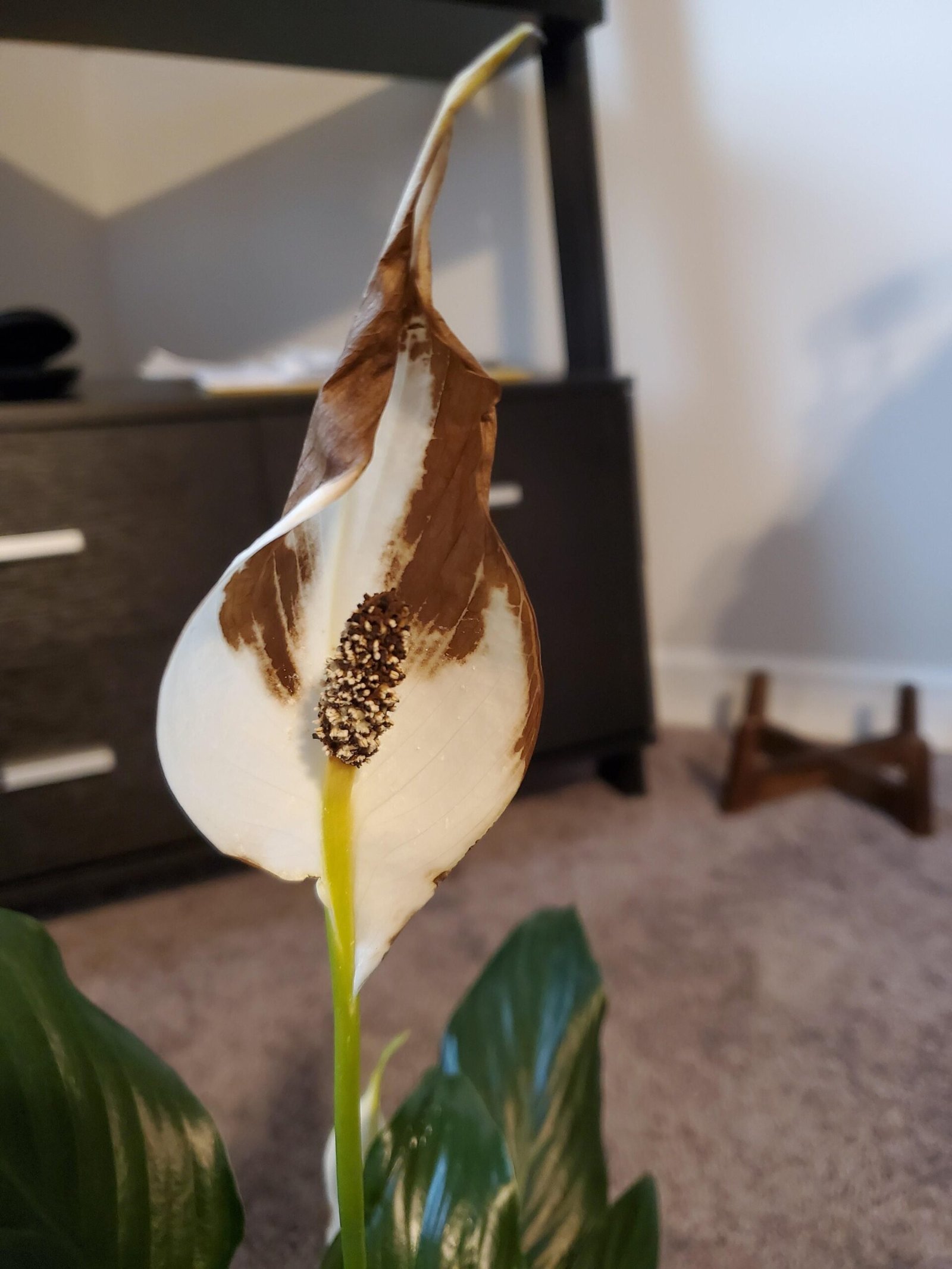 A peace lily displaying brown spots on its leaves, highlighting the contrast between the green foliage and the damaged areas.
