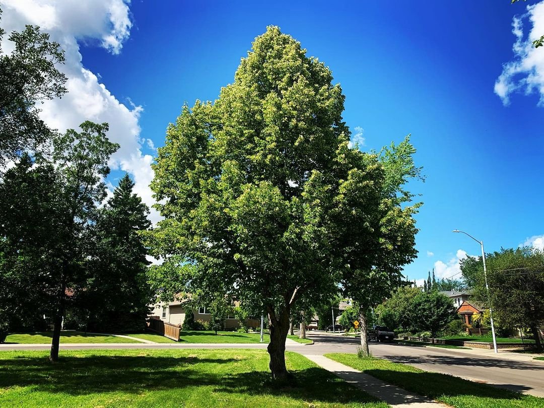 A linden tree stands in a park, surrounded by lush green grass under a clear blue sky.