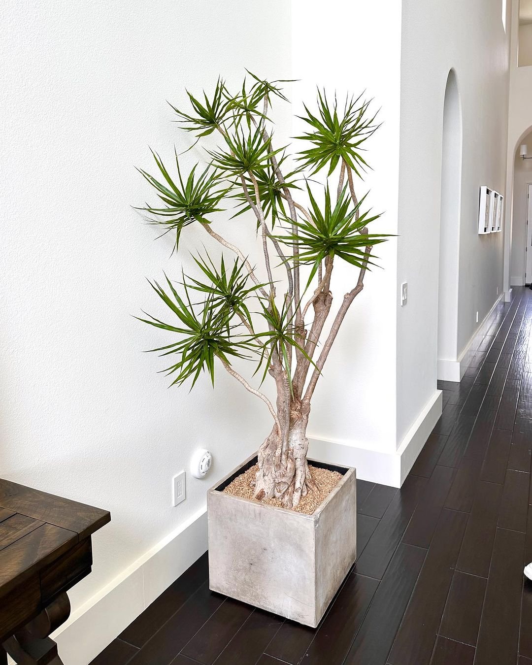 A Madagascar Dragon Tree in a concrete planter, positioned elegantly on a polished hardwood floor.