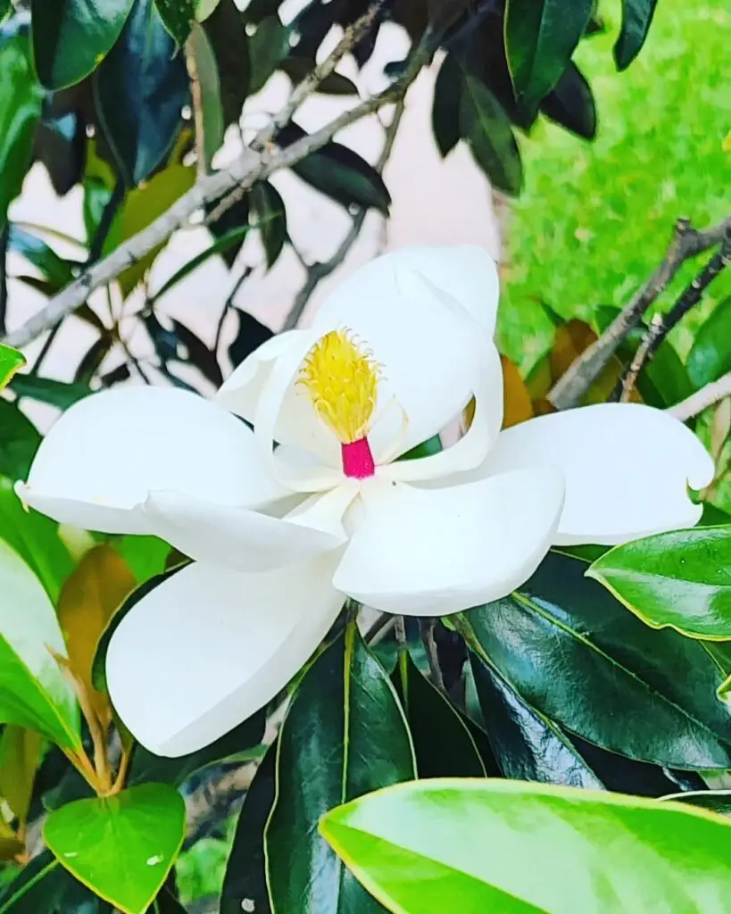 Magnolias are majestic trees or shrubs with large, fragrant blooms and glossy leaves, known for their stunning, star-shaped flowers that herald the arrival of spring.