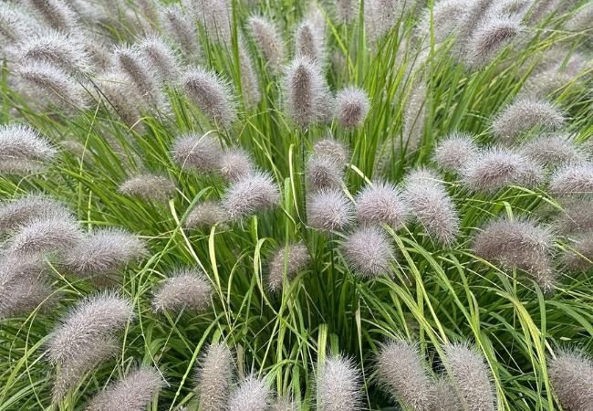 Maiden Grass : A Comprehensive Guide to Growing and Caring for This Ornamental Plant